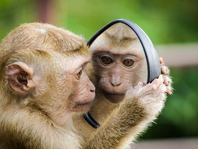 monkey looking in the mirror