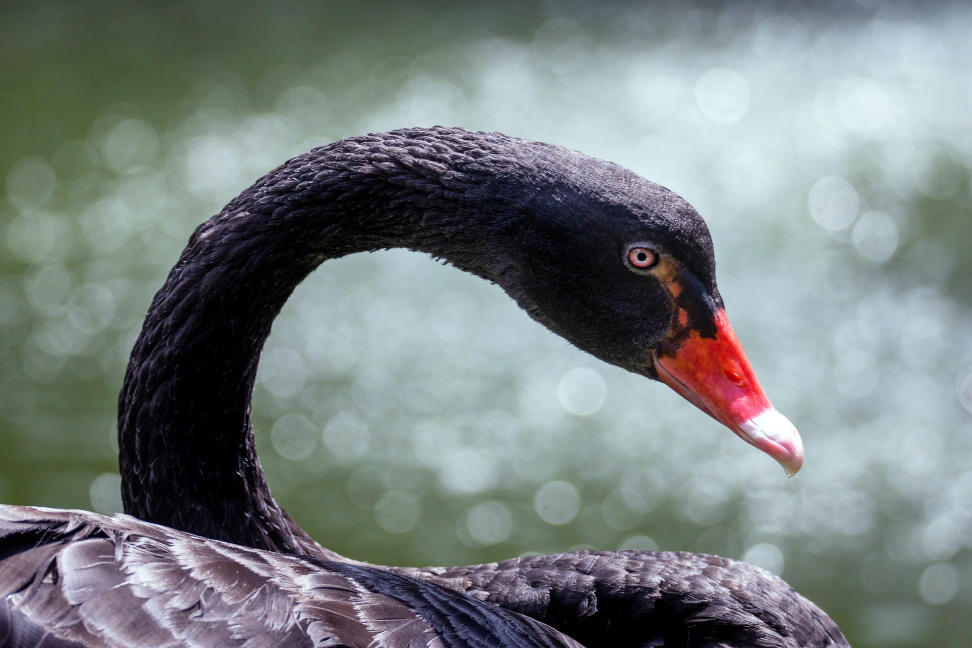 The Black Swan Summary